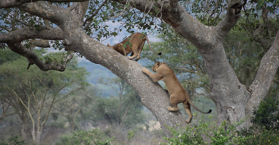 Ishasha Tree Climbing lions