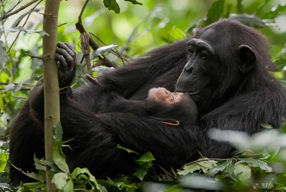 Kibale forest chimpanzee tracking